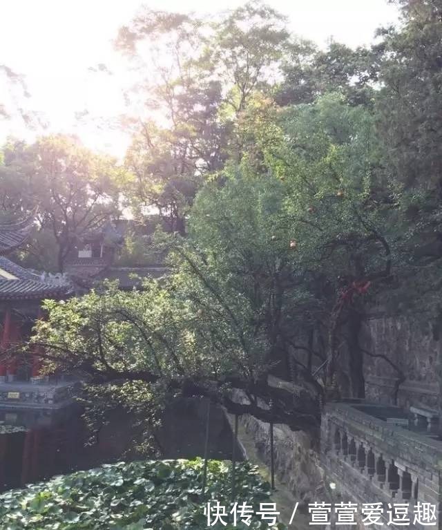 庭院种什么树最吉利，还好看？