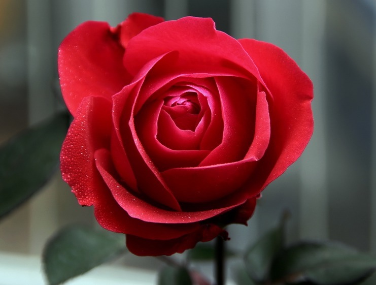 “精品玫瑰”红唇,似少女般迷人,艳丽沉稳,可以说是养花必备