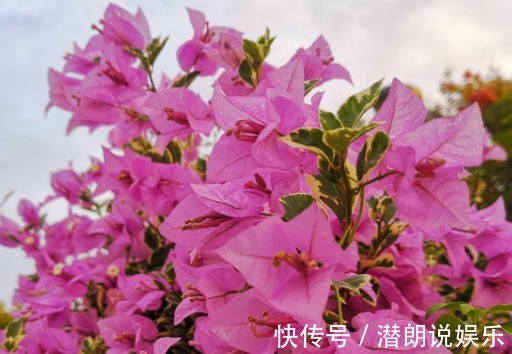 六倍利六倍利|这5款花卉,入秋便是“开花机器”,天冷也拦不住,枝头窜满花苞