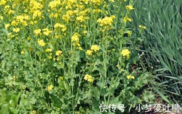 疗效|比辣椒更辣的野菜,制作成腌菜后可是一绝,治疗便秘疗效好