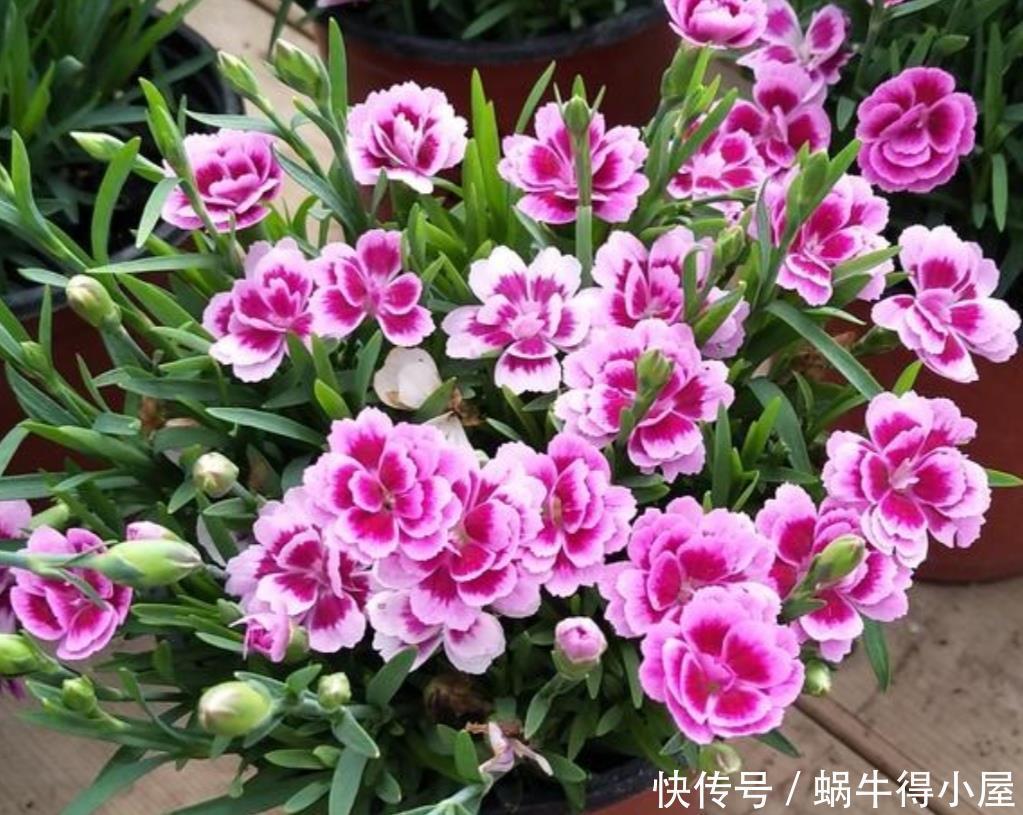 家里养8种耐旱花,不用经常去浇水,也能开花满盆