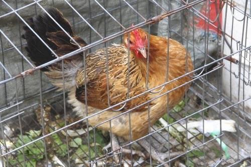 雌激素|查出乳腺结节，不能吃鸡肉？医生：鸡肉可吃，但有3类食物宜少吃