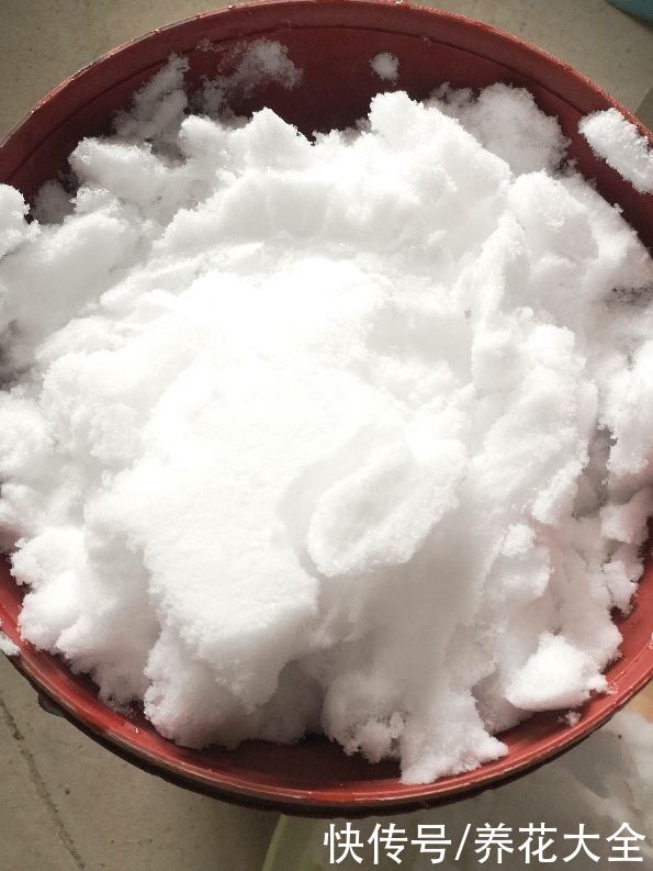 雪水养花效果好，花越开越多，植株壮得像小树