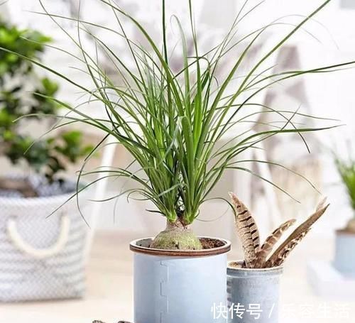 生长发育|适合男人养的四种花,大气又稳重,旺财又旺运,早看早知道!