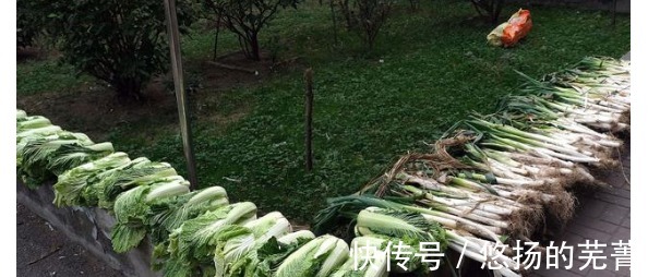 俗话“小雪铲白菜,大雪铲菠菜”,小雪为啥要铲白菜了解一下!