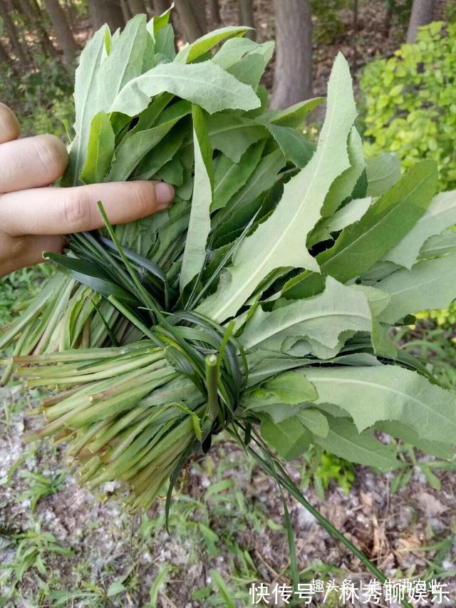 农村|农村有种野菜，被称作“亲妈菜”“救命菜”，能治”富贵病“