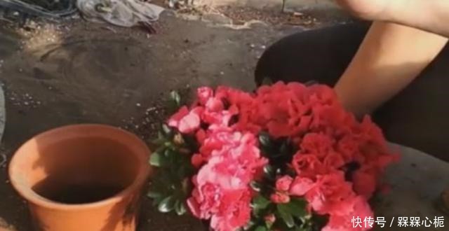 杜鹃花难养年年枯成“柴”,今春改变养殖方法,花繁叶茂根系壮!