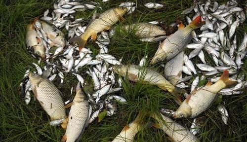 野钓|野钓绝杀饵料:鸡蛋的多种用法,别看饵料简单,效果可不一般!