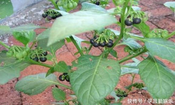 龙葵|这种“黑色果实”原来是“解毒之王”，家里种一棵，药费省不少