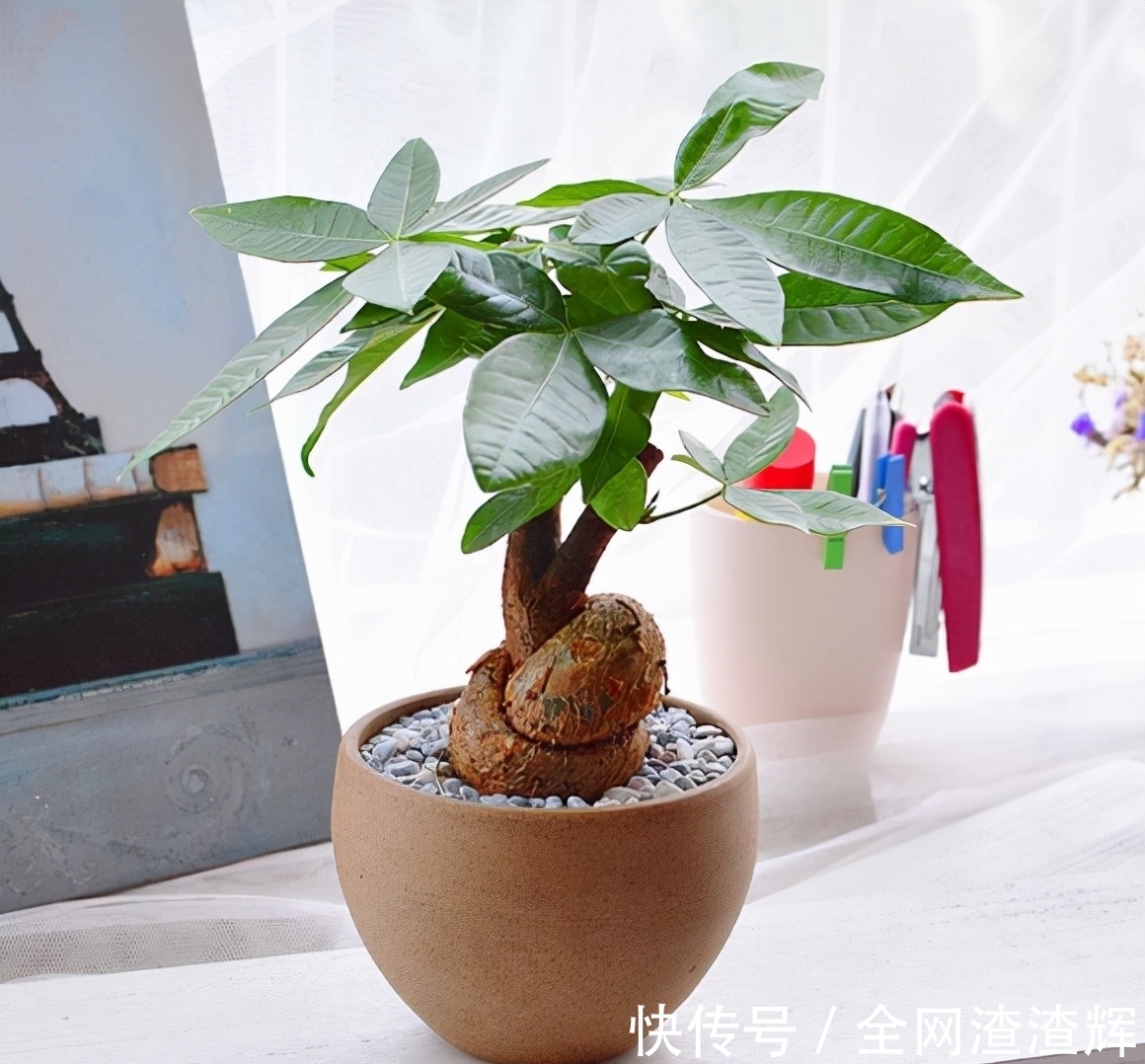 小发财树头养不到半年,真正的原因在这里,不要告诉别人是我说的