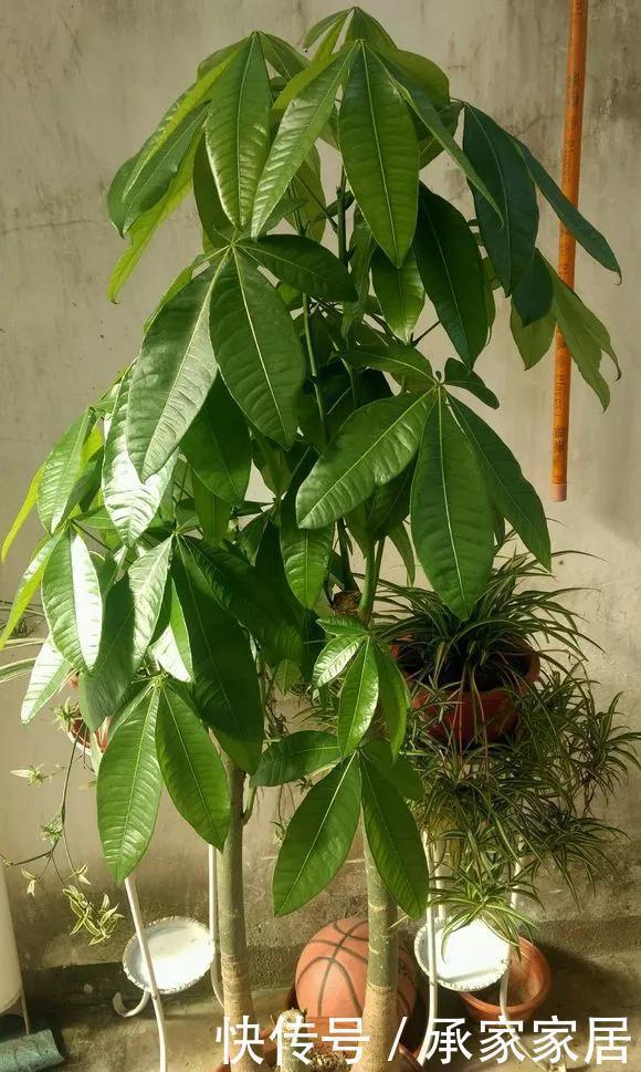 6种花天热会休眠,千万要少浇水,不然3天只剩盆