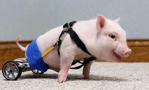 肚子疼|爸爸给女儿取名“紫懿”,家人拍手叫好,妈妈怒怼:倒着念试试?