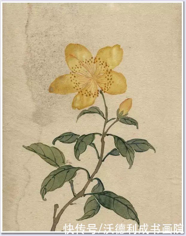 画菊|没骨百花图欣赏，美到骨子里