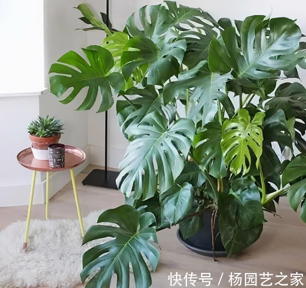 客厅|6种“吉利花”，养在客厅最适合，好看又大气，不见光照也能开爆