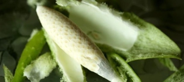 药材|农村地里的这样野果,称之为“草药之王”,能吃又能做药材!