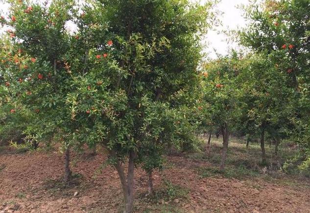 石榴老桩这么栽,做对“4点”,花多、果大、满树都是