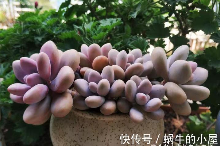 不想等到春暖花开？那10月快给多肉换盆吧！再不换天气可就真冷了
