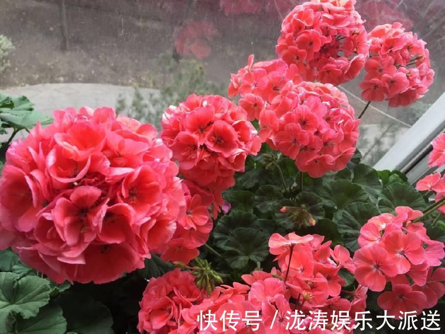 花朵|天竺葵掉花蕊找出3大“元凶”,花朵全开不掉蕊,花团锦簇