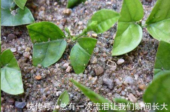 秋天6种花随便扦插都能活，生根发芽快，家里已经没空花盆啦