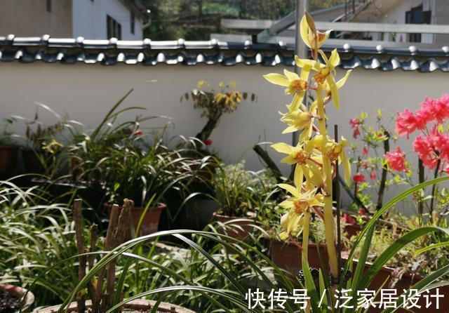 松针腐殖土|秋分到，正好配制兰花植料，松针土这样准备，明年就能养好兰花了