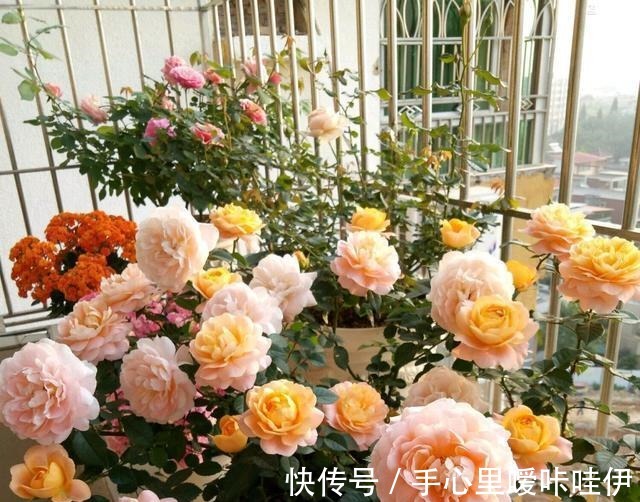 5种花“不吉利”,再喜欢也别放“室内”,你家若有,抓紧搬出去