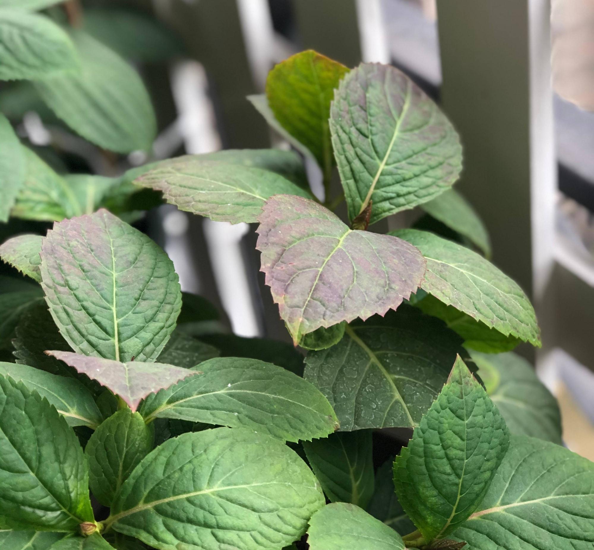 绣球的过冬准备，做好2点，来年发芽更多、开花更多、旺盛惊艳