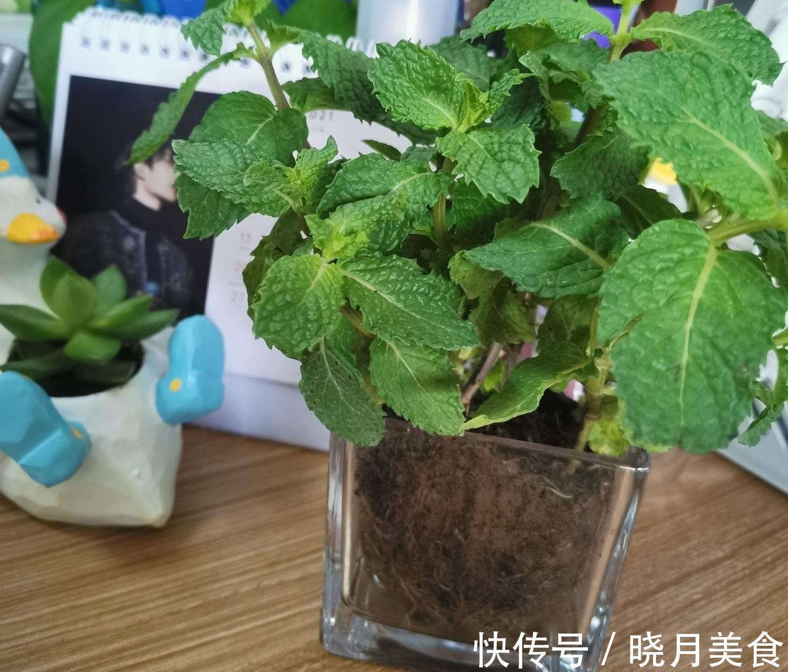 有3种绿植，很养眼又很美味，种一盆不停生长、吃不完的节奏