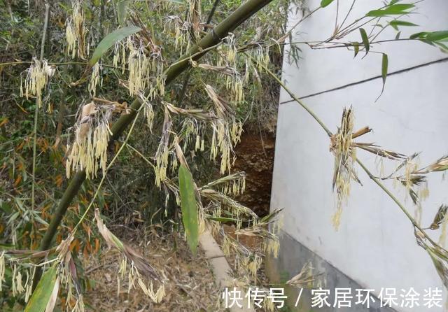 老话|“竹子开花,马上搬家”有啥寓意?不搬家会怎样?3方面带你了解