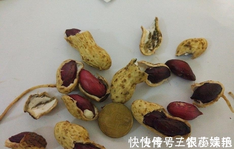 家里养花不花钱, 一个小方法, 用不完的草炭土