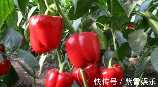 豌豆|女性不想显老, 不妨多吃以下食物,美白淡斑,延缓衰老,好处多