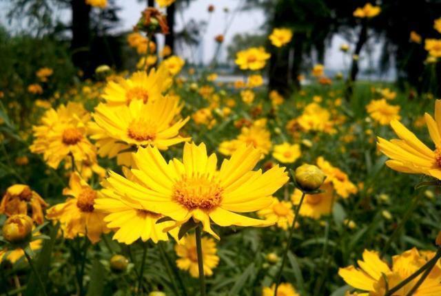 几种花卉谁见了都喜欢,花瓣层层叠叠,惊艳如花球