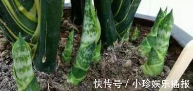 虎皮兰长得慢，秋后用它养，粗根变小芽，顶破盆，太给力了