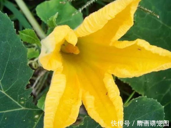 种植|明朝时引进的蔬菜，如今5毛一斤没人要，殊不知花朵是上好野菜！