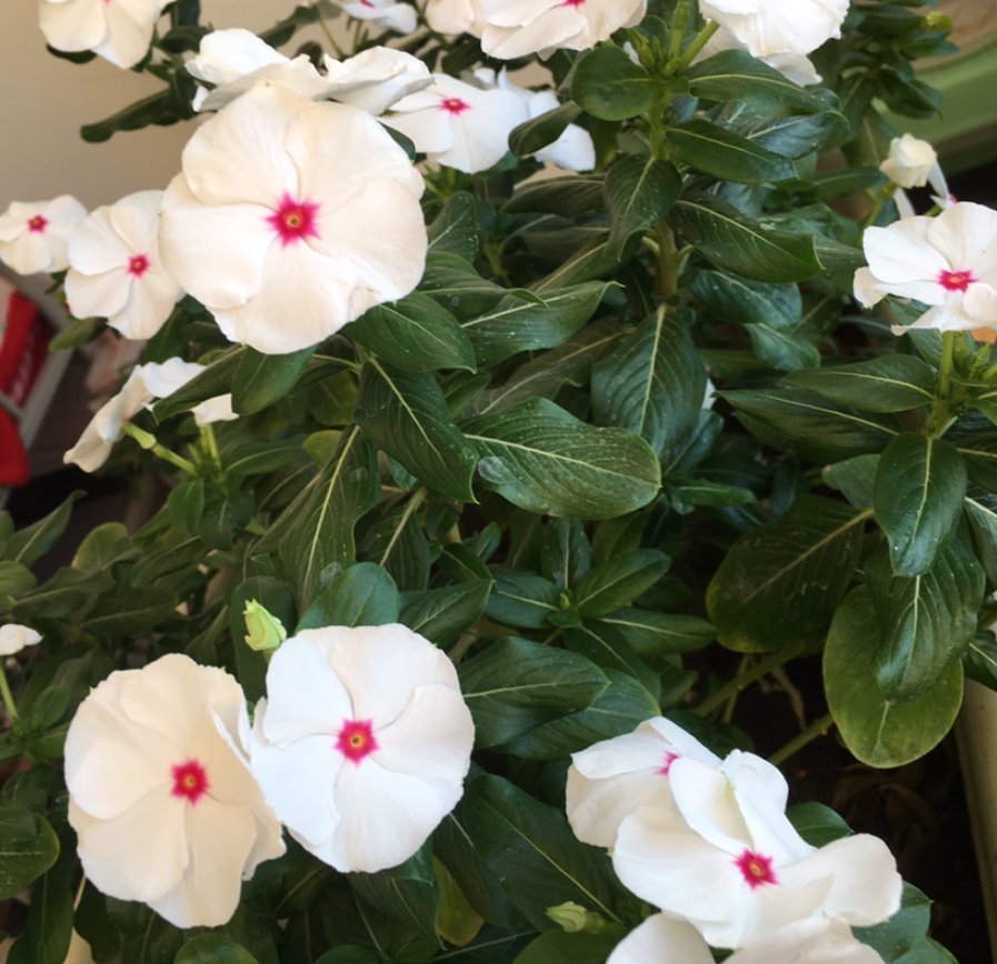 花友们|冬天浇水不注意，浇一次死一棵，好好的花都浇坏了