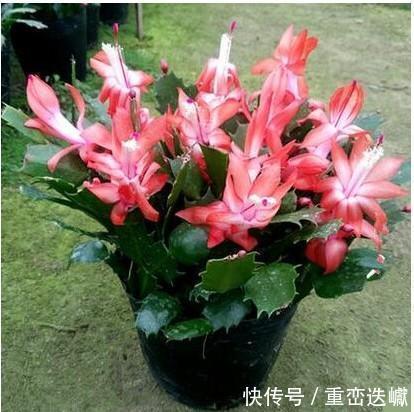 阳台上|比香水还要香的6种花,栽在阳台上,满屋子都飘香,美极了!