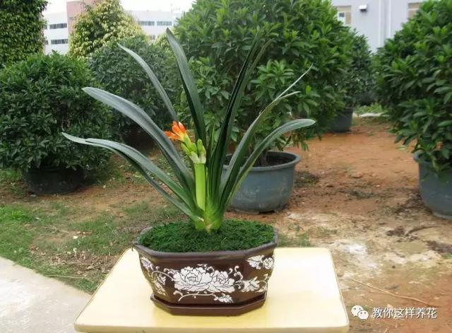 老花农的一勺油,君子兰居然叶片肥绿,爆盆开花!