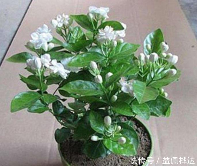茉莉花干枝黄叶怎么办?1步操作让它焕发第二春,叶绿开花多!