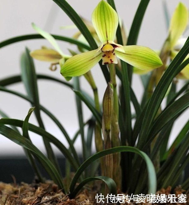 植株|养兰花做好“4步”,叶子不干尖,生长旺盛,新芽多,开花才棒