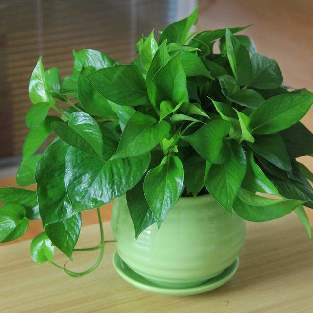 小酒鬼|3种花都是“小酒鬼”,1个月喂2次,土壤疏松透气,叶片油绿发亮