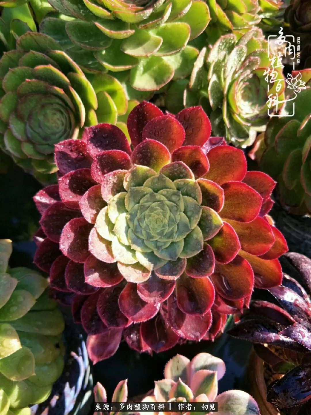 养多肉四周年,从初见到爱恋!幸福一直藏在浅薄的日子里!