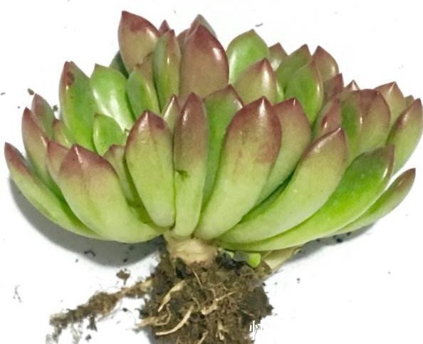 土壤|栽种多肉的方法,只要注意几点,保准越长越旺!