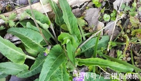 紫花|农村地里到处都是的野草,人称“犁头草”,药用价值高,值得重视