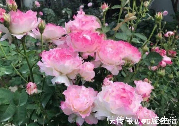 几种花不能在家里养，几块钱一盆，开花特别旺，漂亮还好养，值！