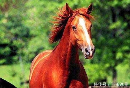 三国|三国最强的一匹神奇宝马，成为两大战神的坐骑，最终却绝食而死