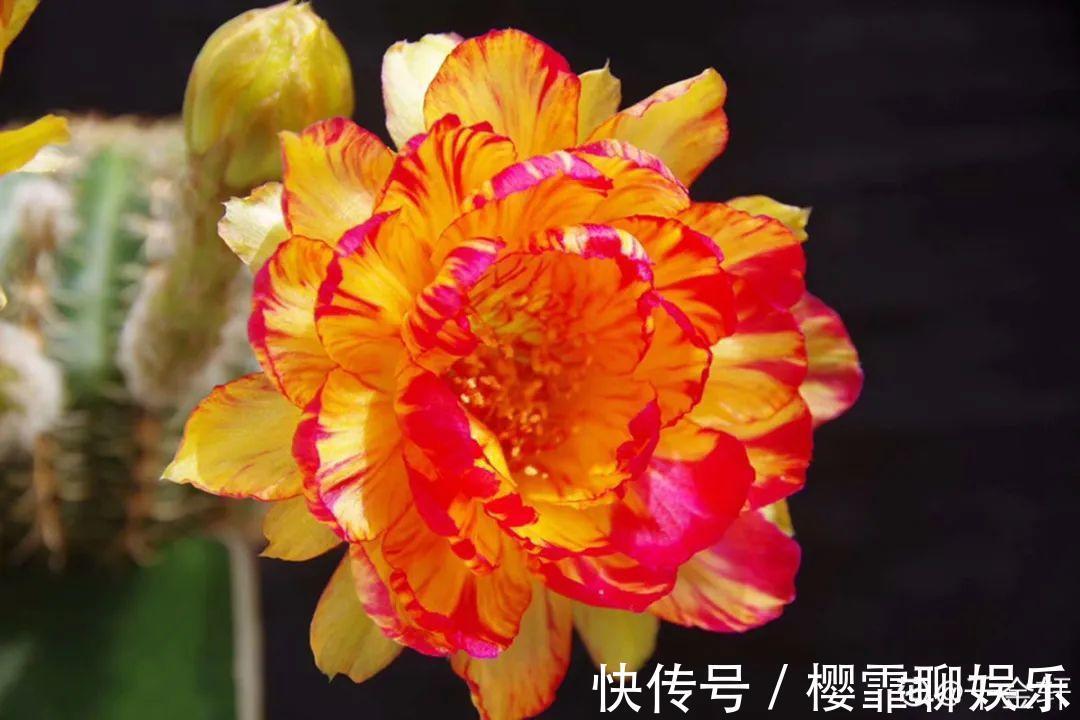 大爷家荷花种在花盆里，1次开花20朵，比巴掌还大！