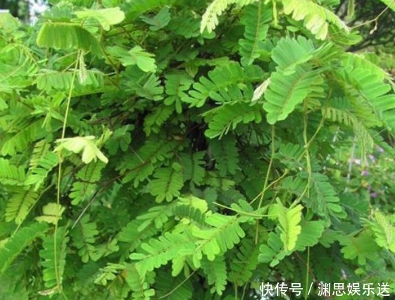 野草|农村不起眼的野草,保肝护肝,清热解毒,疏肝止痛,你认识吗