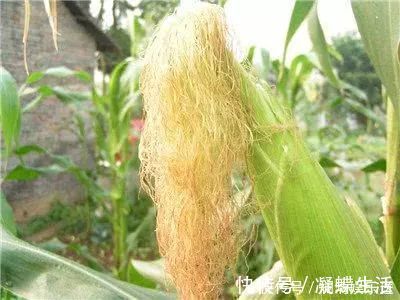 维生素k|玉米须泡水喝,难道真有那么多神奇的功效吗?怎么制作玉米须茶?