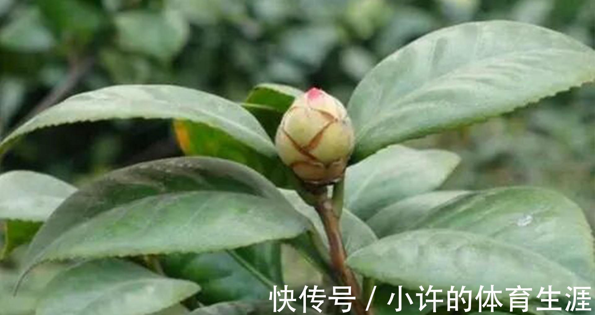 孕蕾期|分享茶花孕蕾期的养护方法，掌握3个重点，避免掉花苞，开花多