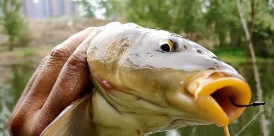 早就听说这鲤鱼钓法百试不爽,用过才后悔知道晚了!