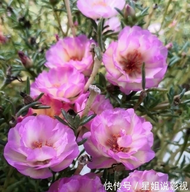 花根|家里有这5种花，越懒养越好，根不烂叶子不黄，养养就爆盆！